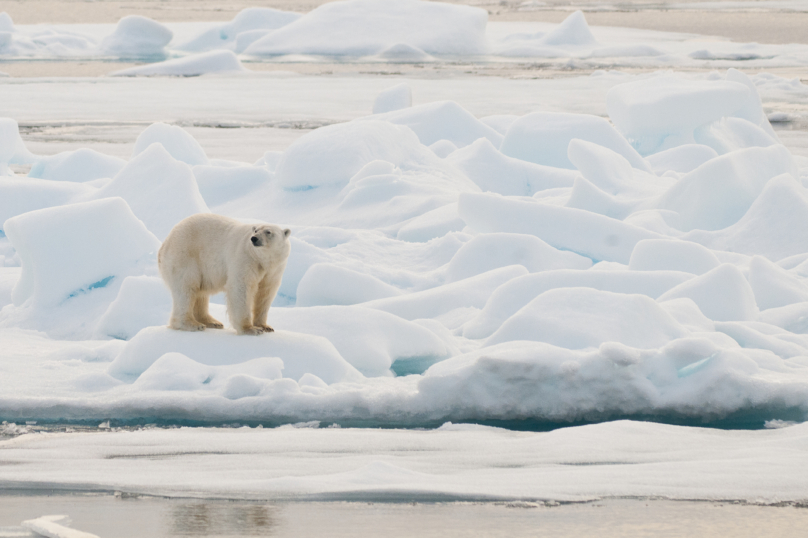 La CPI propose de considérer les atteintes à la nature comme des « crimes contre l’humanité »