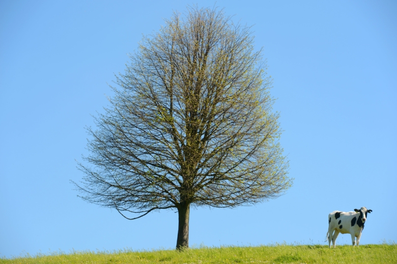 Génie biomédical : un nuage de non-lait ?