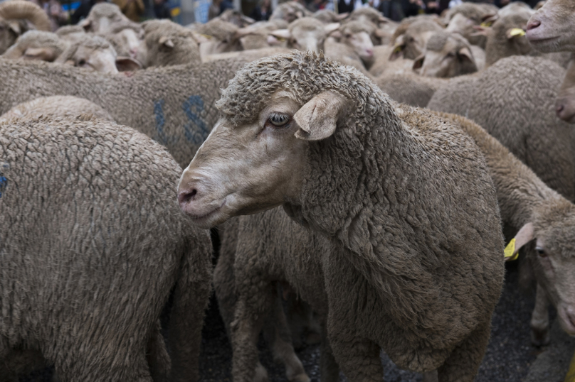 Véganisme : Animal politique