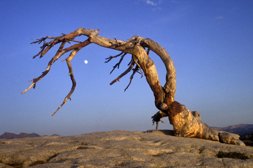Réchauffement climatique : 100 millions d’arbres morts en Californie