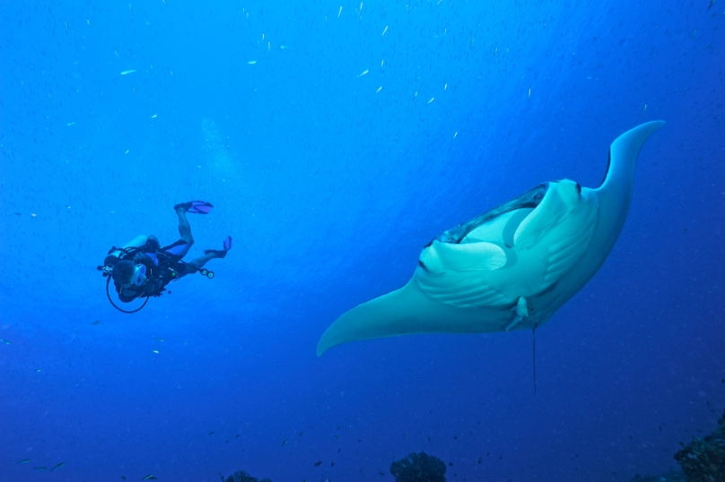 La biodiversité en péril à la conférence de Cancún