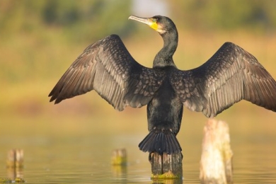 Alerte rouge pour le cormoran noir
