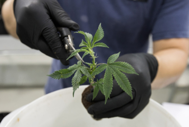 Clivage : Légaliser le cannabis ?