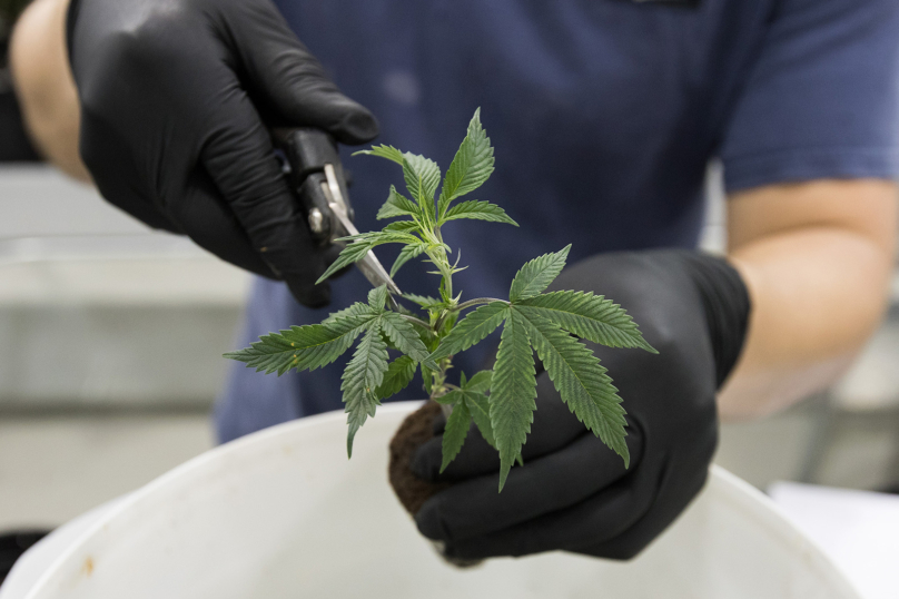 Clivage : Légaliser le cannabis ?