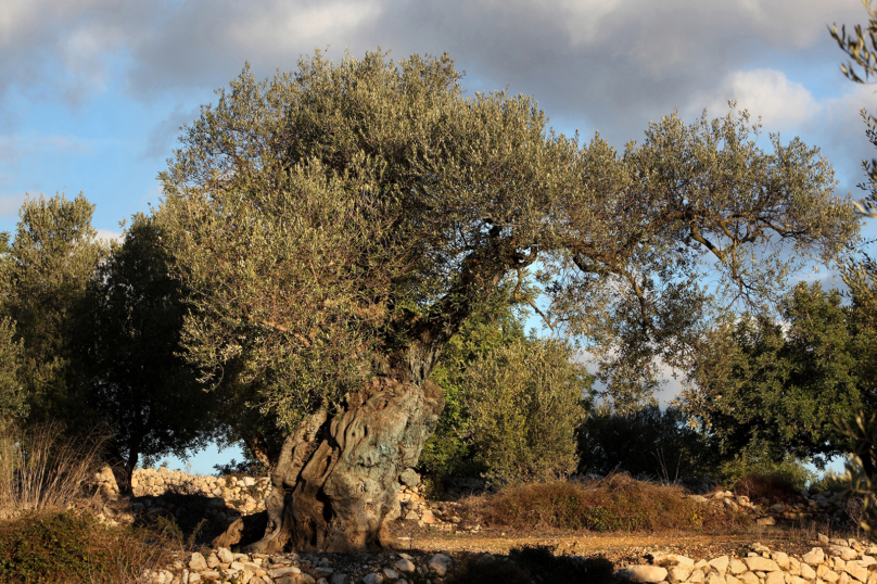 Les oliviers millénaires, un fructueux trafic