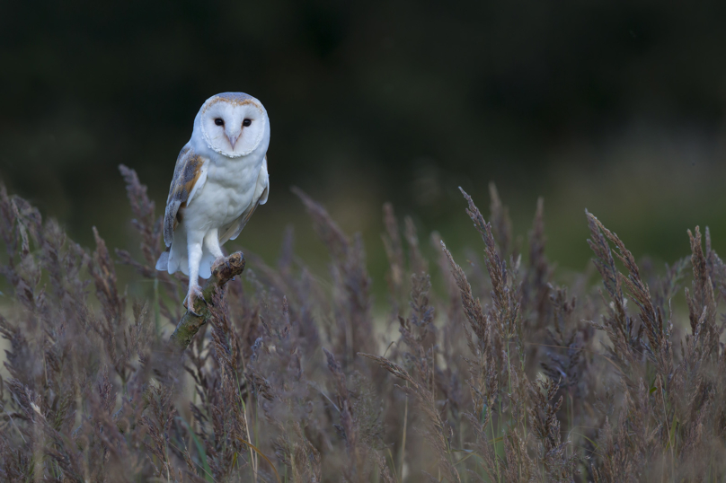 Une chouette nuit pour découvrir les rapaces nocturnes