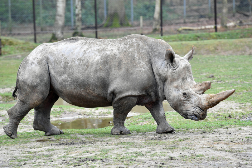 Un trafic animalier et végétal de 15 milliards d’euros