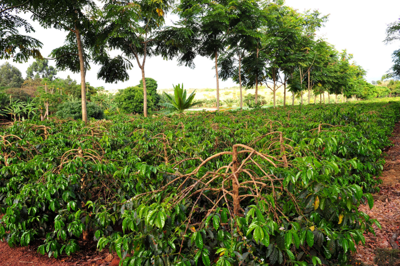 Menaces de pénurie de café pour cause de réchauffement climatique