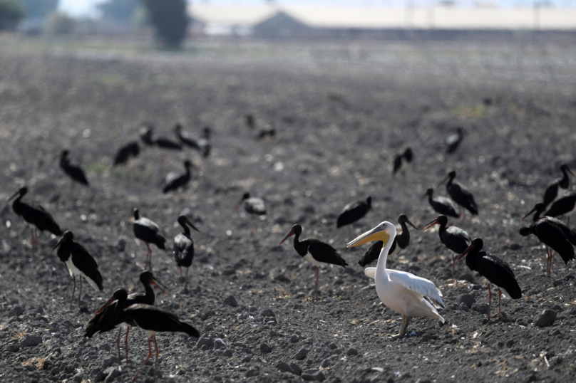 25 millions d’oiseaux massacrés chaque année sur le pourtour méditerranéen