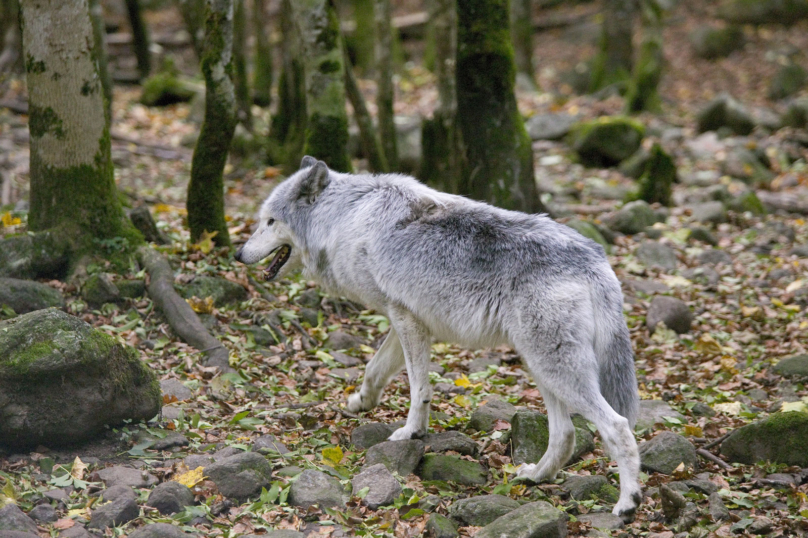 Le massacre des loups continue