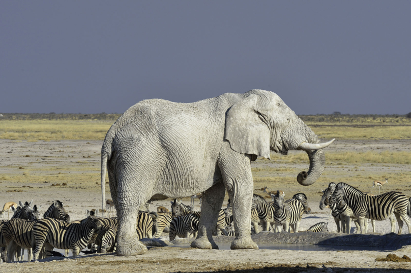 Ces guerres qui détruisent la faune sauvage depuis des années