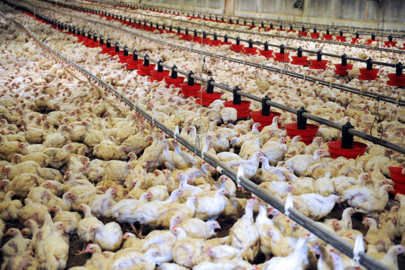Royaume-Uni : le transport mortel des poulets d’élevage