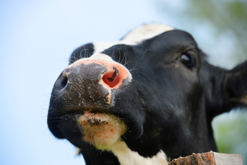 La vache, une question démocratique