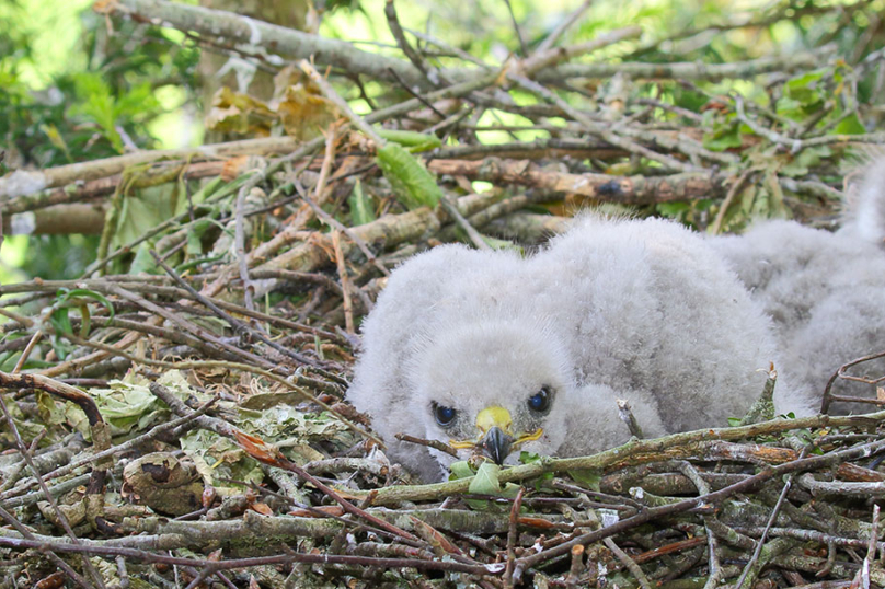 Biodiversité : les oiseaux, tout le monde s’en fiche