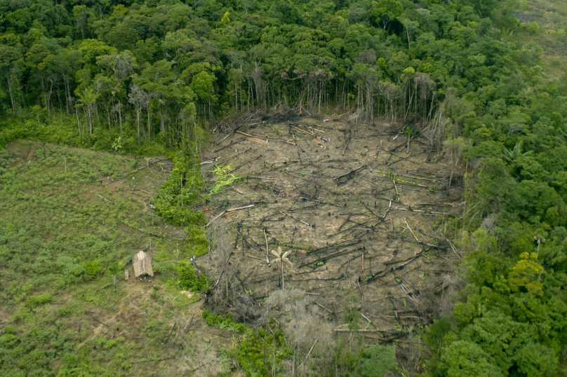 16 millions d’hectares de forêt tropicale ont disparu en 2017