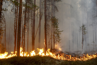 Incendies de forêts : la Terre brûle-t-elle ?