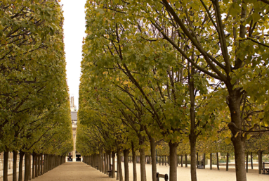 Batailles rangées pour arbres urbains