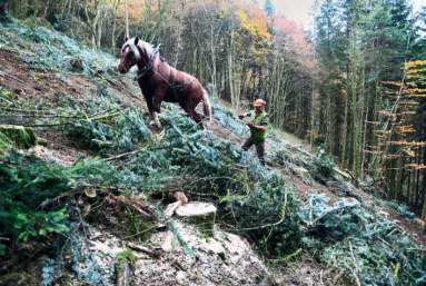 Pionniers de la sylviculture douce