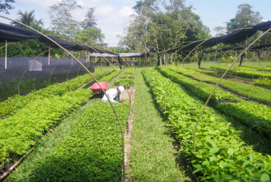 Le plantage du reboisement