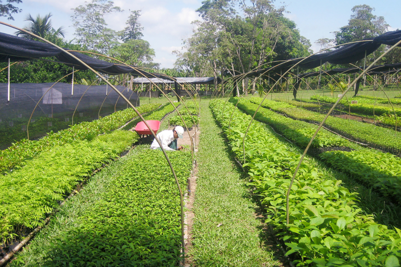 Le plantage du reboisement