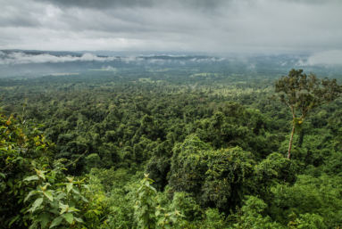 Au Cambodge, contre les prédateurs de la forêt