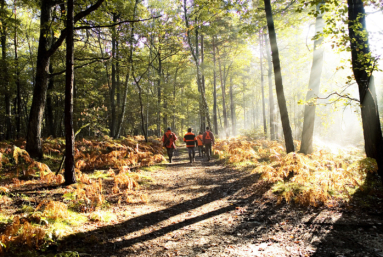 La forêt aux abois