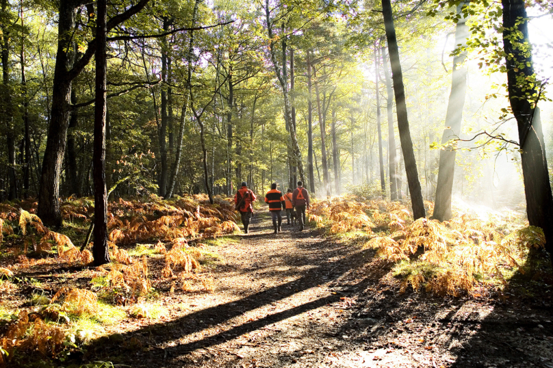 La forêt aux abois