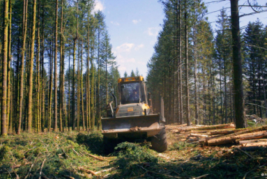 « Le Temps des forêts », de François-Xavier Drouet : Au son du bois