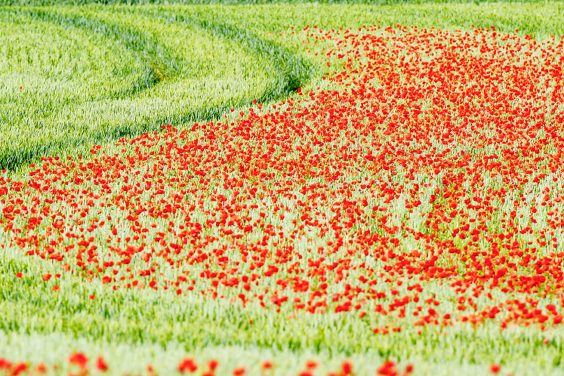 Appel : « Nous voulons des coquelicots »