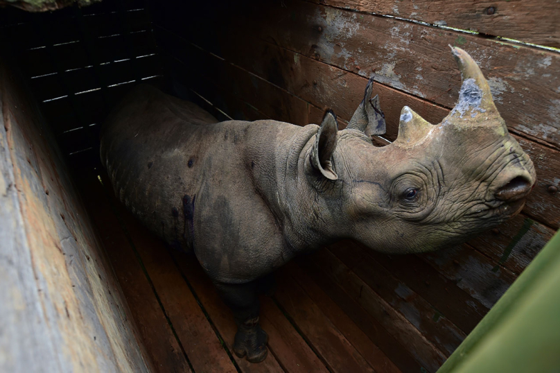 Kenya : la mort de 11 rhinocéros interroge la réintroduction d’espèces sauvages
