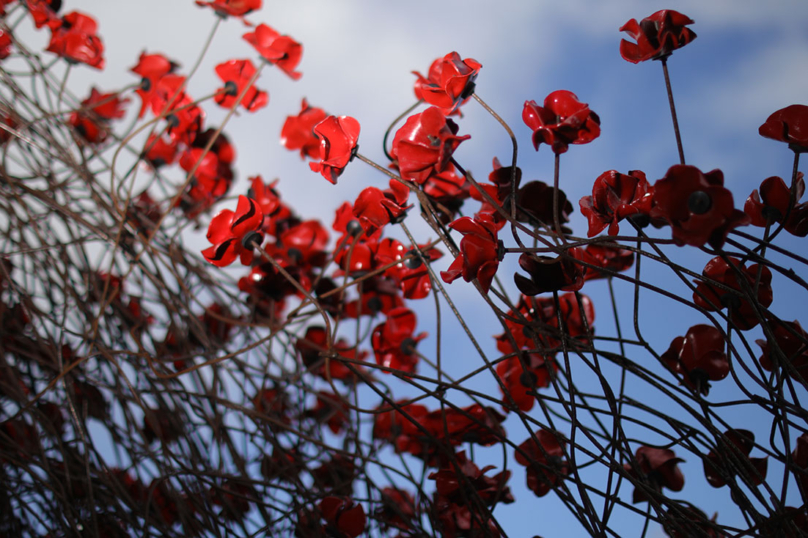 Les coquelicots, le climat et la croissance