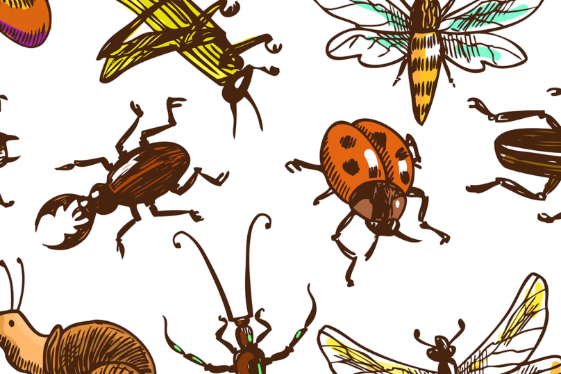 Des scientifiques lancent un « coup de clairon » sur la disparition des insectes