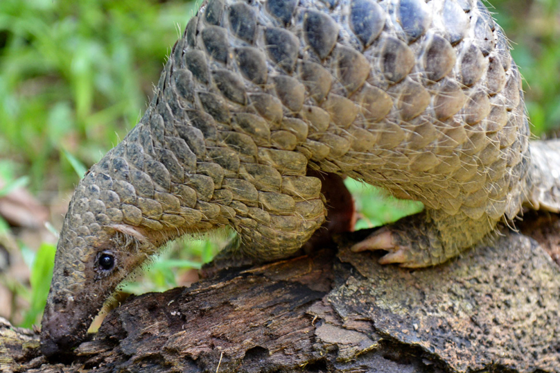 Le WWF lance une alerte mondiale sur la biodiversité