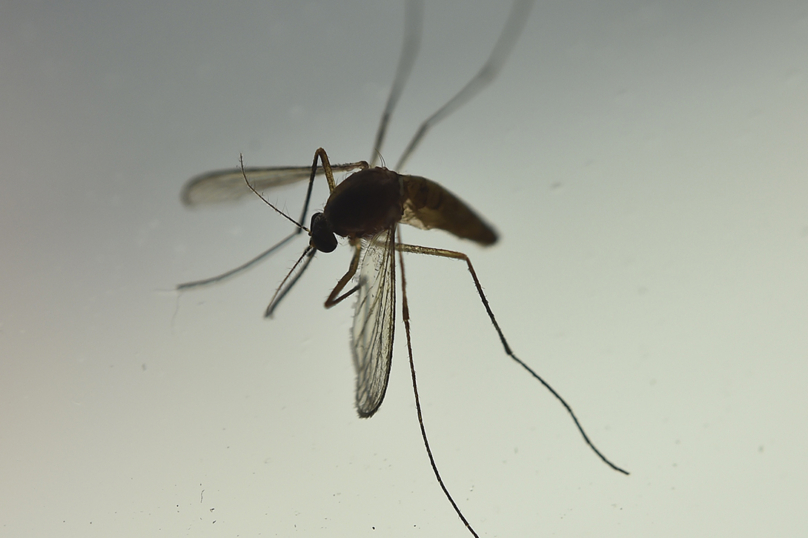 Dengue : « C’est quasi impossible de se protéger du moustique »