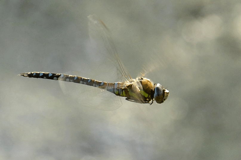 Les insectes menacés de disparition mondiale