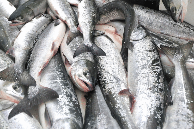 Avec le Ceta, le saumon OGM arrivera bientôt en France