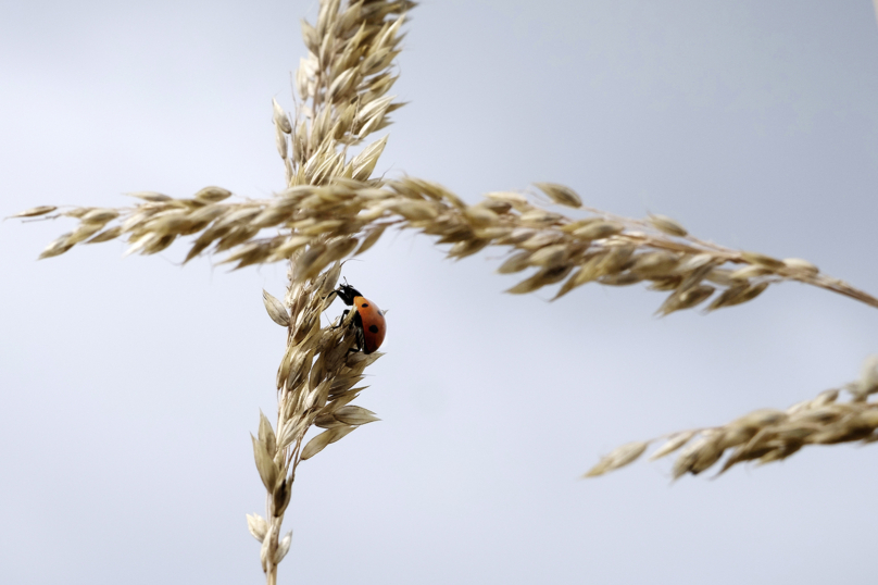 Europe : Désintoxiquer l’agriculture