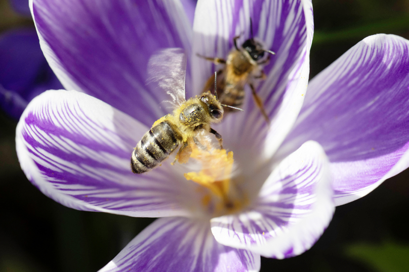 En Allemagne, une loi pour sauver les insectes