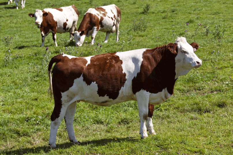 Sale viande, fausse viande ou élevage paysan