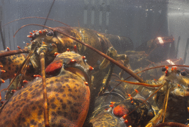 La puissance du homard