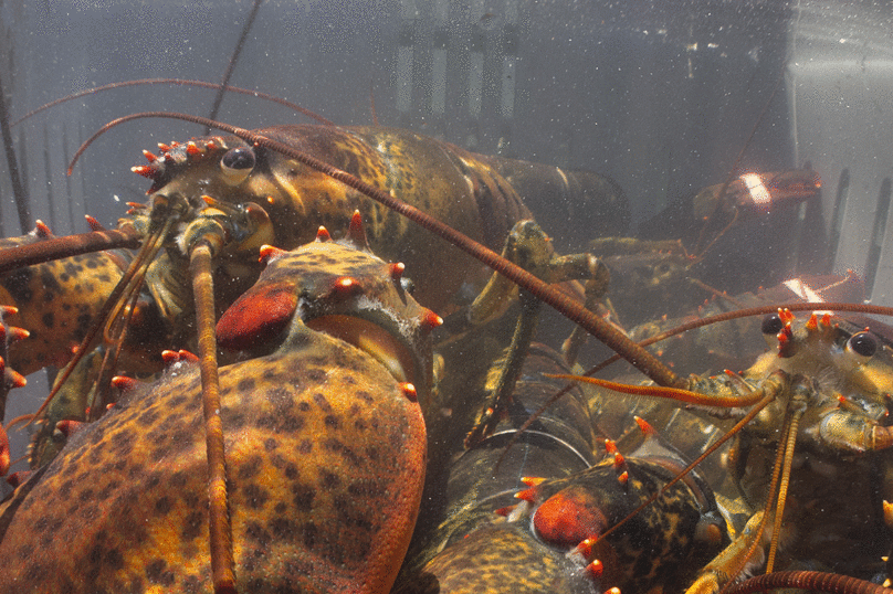 La puissance du homard