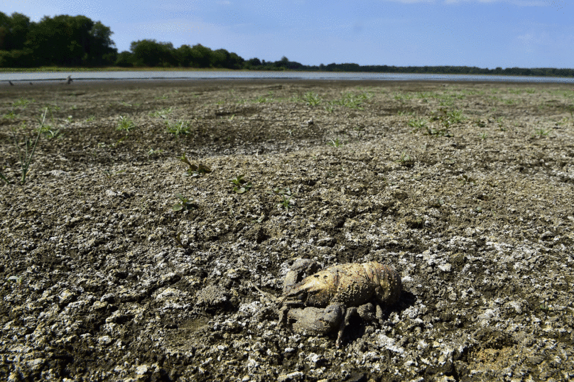 Canicule : une sécheresse mal gérée par le pouvoir et l’agriculture intensive