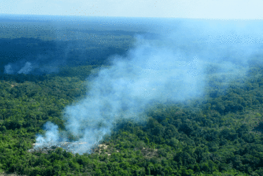 Le feu qui cache la forêt