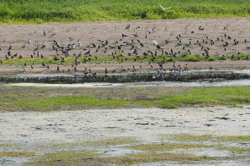 La sécheresse tue les oiseaux en masse