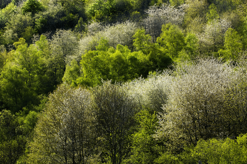 Des espèces d’arbres français et européens menacées de disparition