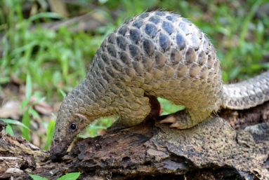 Le pangolin et le coronavirus…