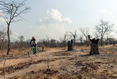 La forêt africaine est en train de disparaître