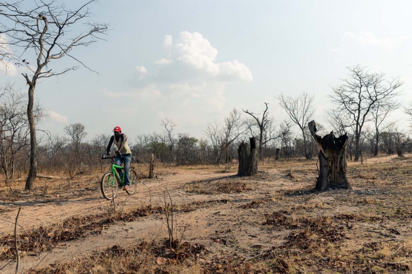 La forêt africaine est en train de disparaître