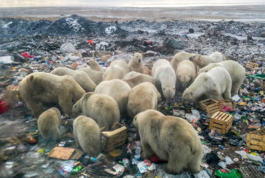 Climat : la mort programmée des ours blancs