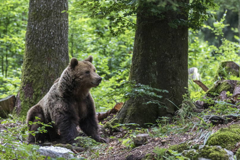 Les ours s’imposent enfin dans les Pyrénées